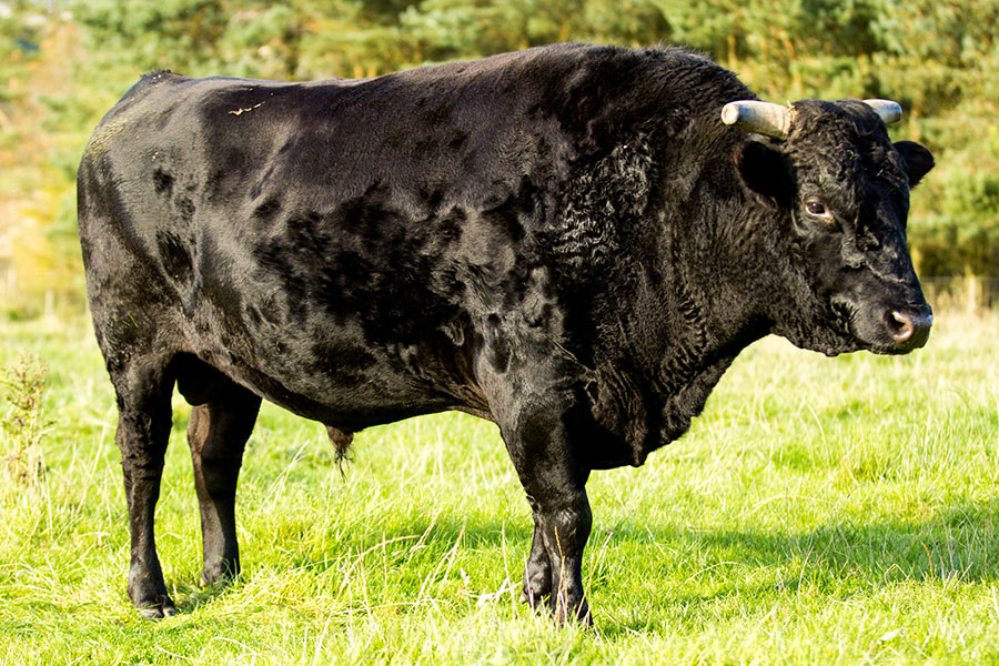Important Strategies For Wagyu Beef