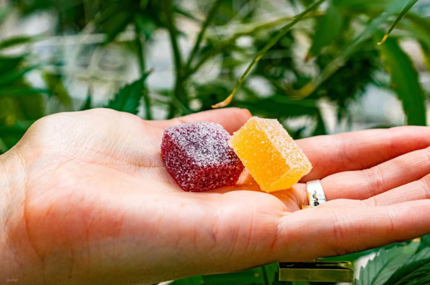 Exploring sativa gummies ranked by Leafy Things in 2026
